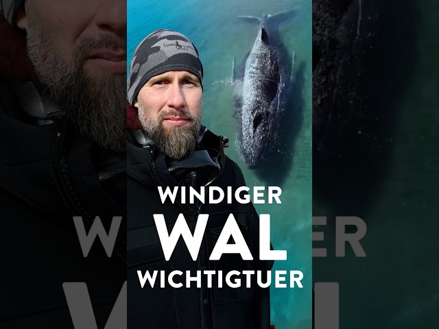 Robert Lehmann: Der windige Wal-Wichtigtuer | WALULIS