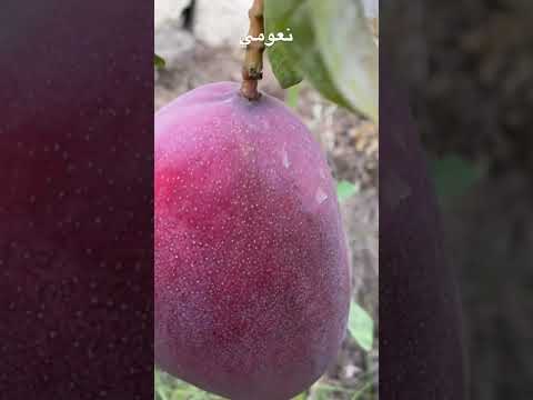 مانجو نعومي ولا رمان