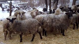 Содержание овец зимой. Морозы до 30 градусов овце не помеха!!!