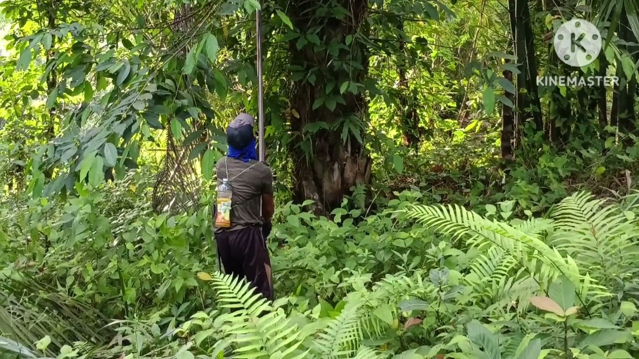 Kerja keras lagi di kebun sawit || Hari ke dua