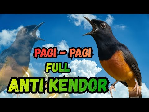 Mp3.Suara pikat murai batu di jamin ampuh.@amanda013