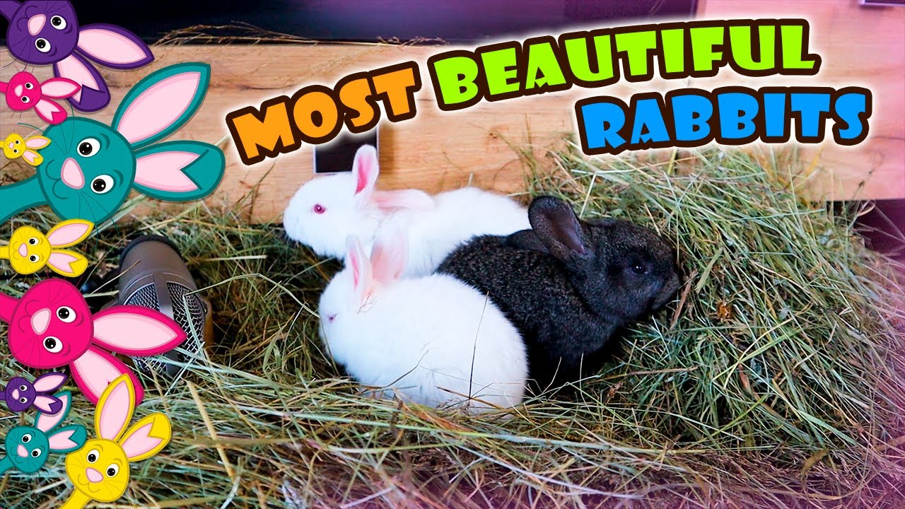 Three Rabbit Brothers eat dry Hay. - YouTube
