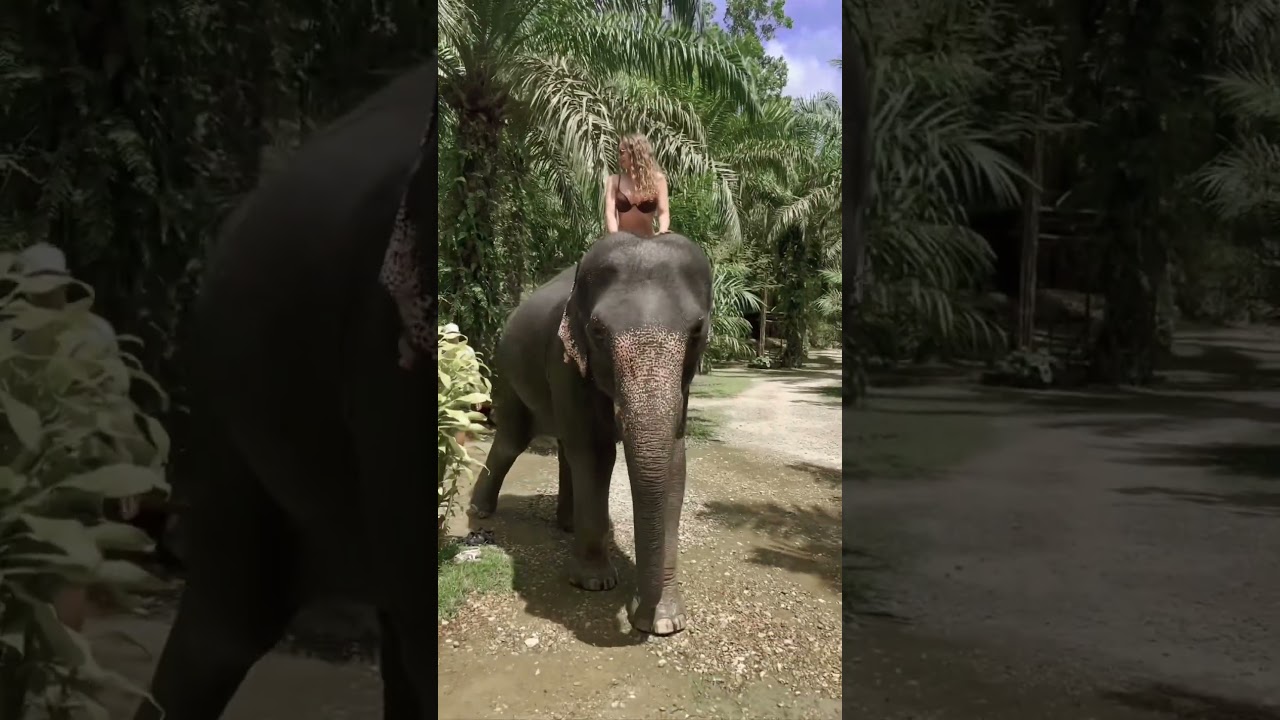 Слоник который любит камеру😁😎