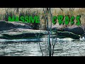Bass Fishing Tournament on a Lake with Massive Crocs!