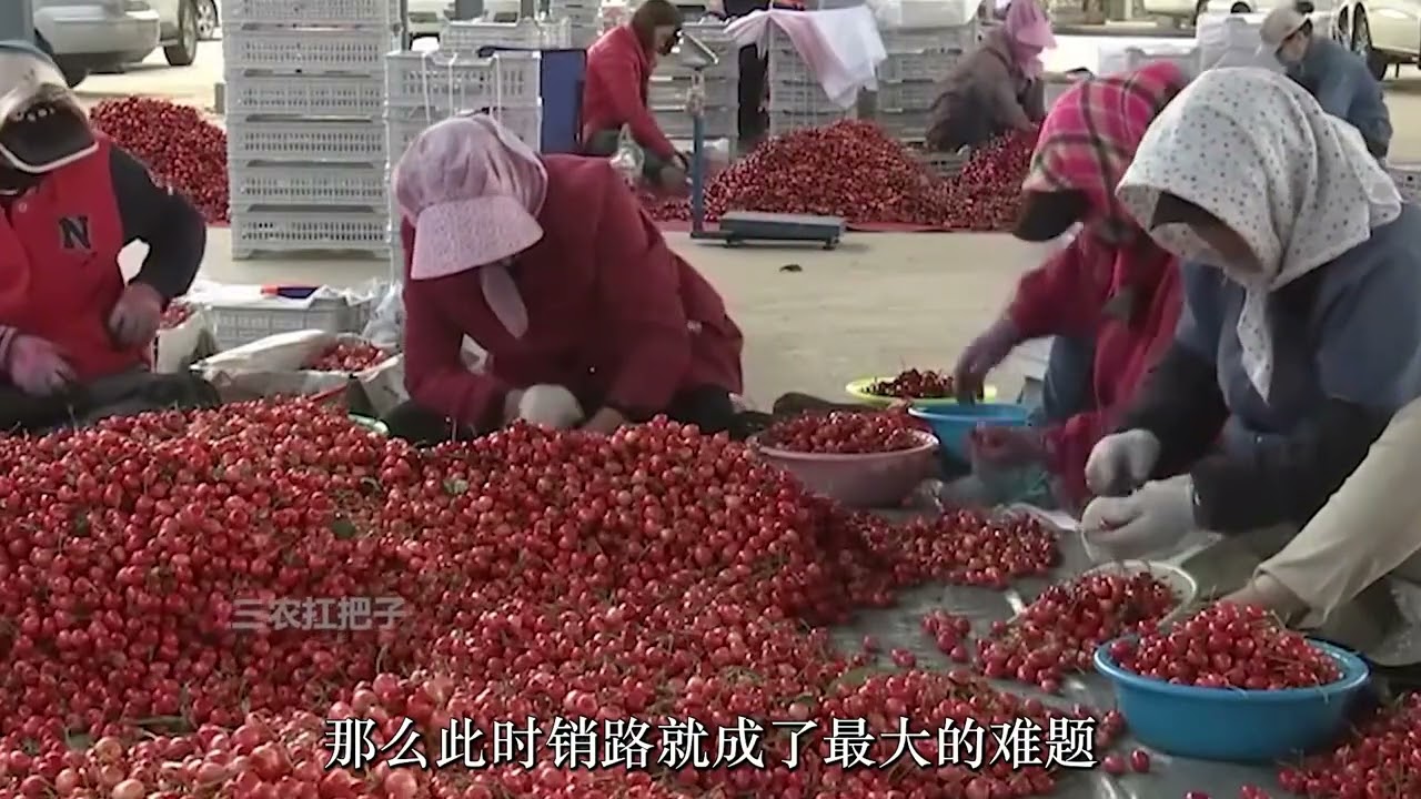 老虎山村支书带领村民种樱桃，一斤最贵卖30元，年销售达1.8亿元