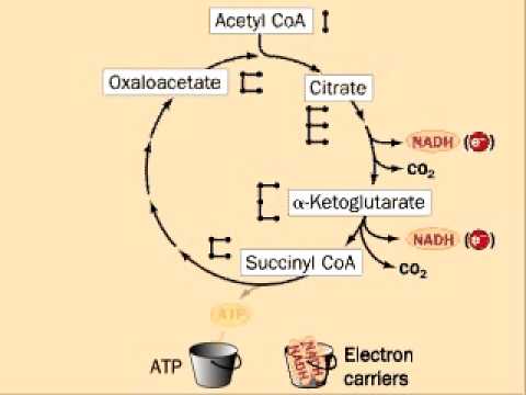 Ciclo de Krebs resumido - YouTube the krebs cycle diagram 