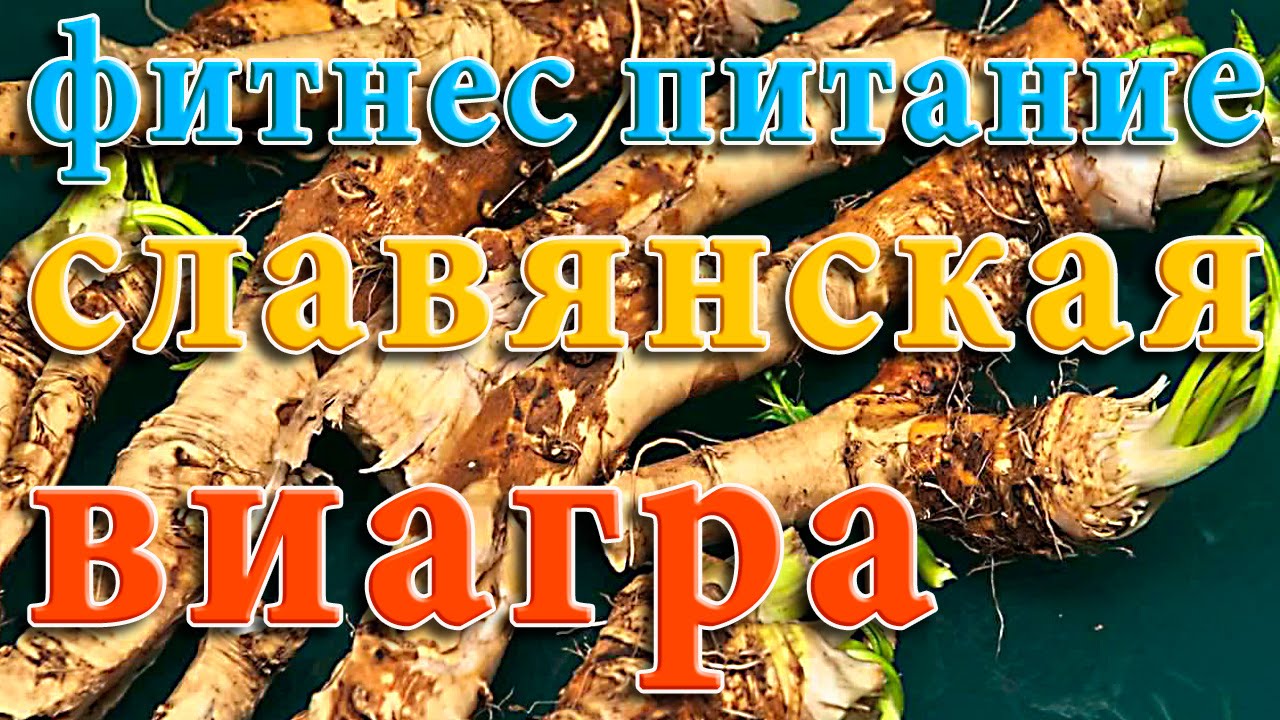 Славянская Виагра Корень Хрена