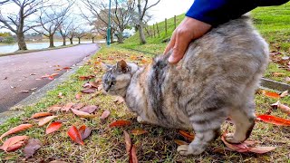 公園の猫、撫でると大体後ろを向く