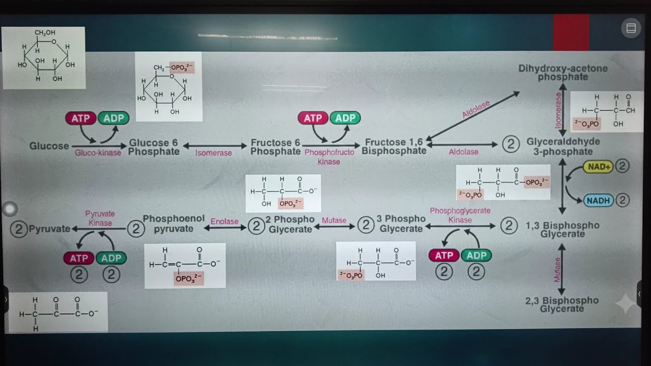 The Most INSANE Reaction in Biology (Glycolysis & Krebs Cycle) Respiration part-2 