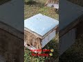 bee keeping मधुमक्खी पालन #beekeeping #bee #apismelifera #honey #shorts #subscribe