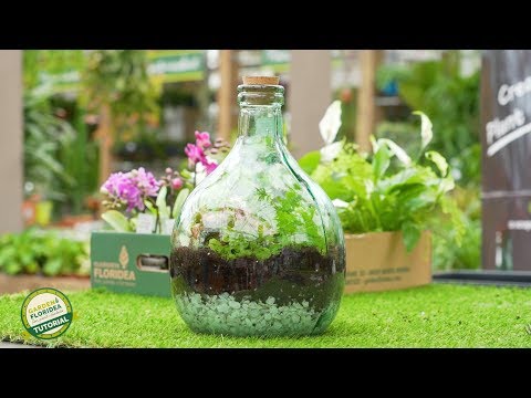 Video: Florarium Fai Da Te