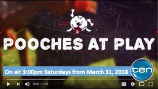 Pooches at Play Series 2 Sizzler