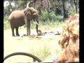 The Family that Lives with Elephants (Documentary) (VHS) 1973