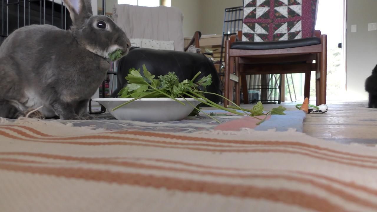 Rabbit eating greens YouTube