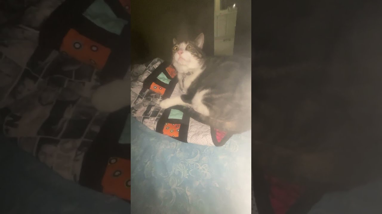 My cat looks at the camera  