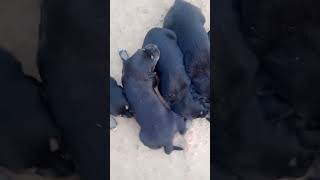 Sandy Shadow Rowky Gangli Tiger