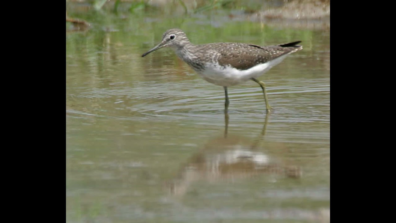 Green Sandpiper Bird Call