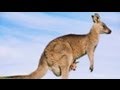 Australian Animals - Kangaroos