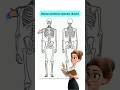 human skeleton systems #learnbiology #biology #ncert #neet #education #shorts