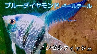エンゼルフィッシュ ブルーダイヤモンドベールテール Youtube