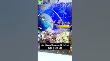 Tự làm bộ lọc nước đa năng với chai nhưa và máy thổi oxy #aquarium #youtubeshorts