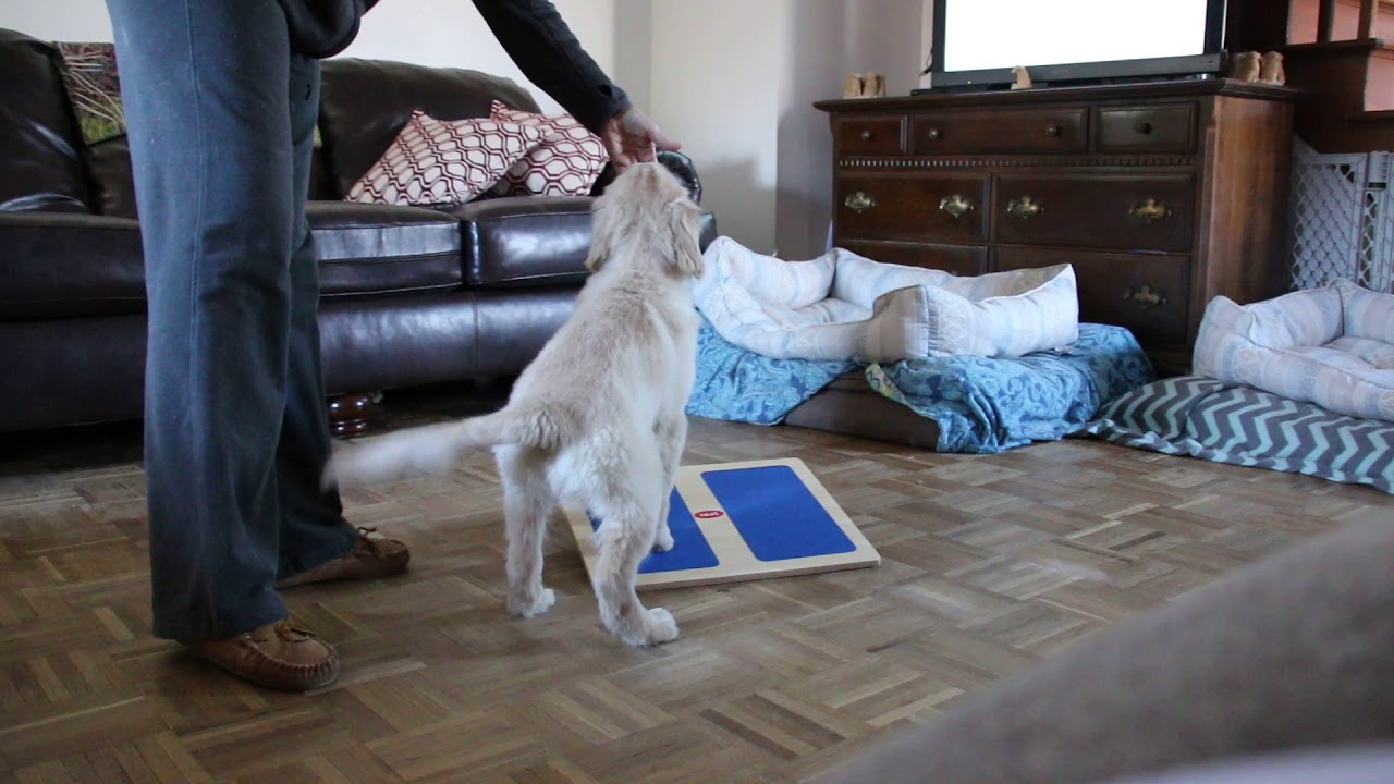 Puppy Training YouTube