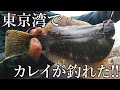 東京湾の堤防からカレイを投げ釣りで狙う！［確率を上げる豪快な釣り方も紹介］