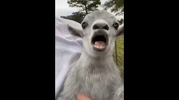 Thumbnail of funny animals video 2021
