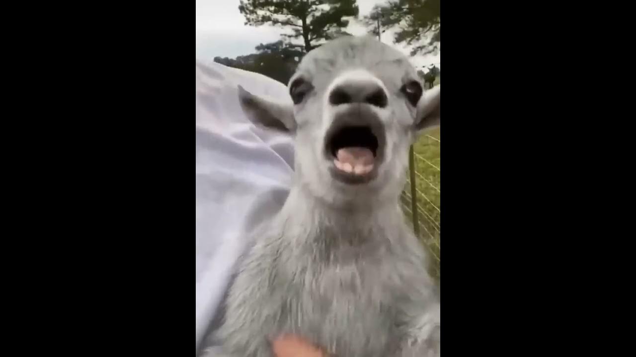 funny animals video 2021