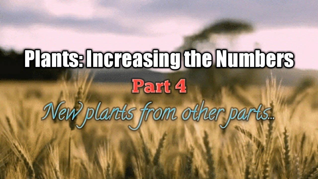 Class 5 | Plants: Increasing the Numbers (Part 4)