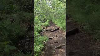 A MIND in the WOODS shorts hiking nature