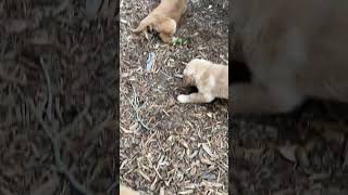 Rosie's Pups - 1st Time Outside! by Imagination Goldens 177 views 2 weeks ago 7 minutes, 47 seconds