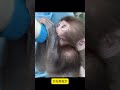 🐵 パンチくん、本当によく頑張ったね。多くの愛に包まれて歩んだ、強くて優しい成長日記。#monkey #shorts