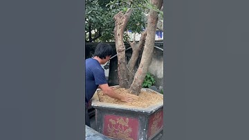 Trồng cây Lộc vừng vỡ bầu