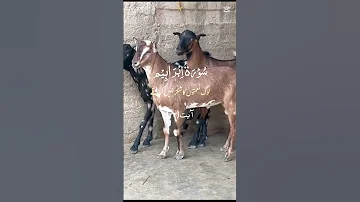 NACHEEZ 2025 Shortsfeed Ytshorts Bakra Goat Hadees Arabic Cow Foryou Explore Sawati Yts 