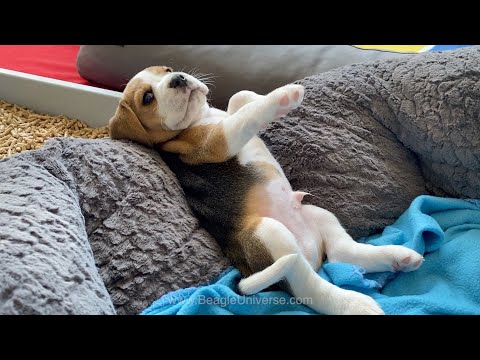 วีดีโอ: Beagle Puppy สอนสุนัขช่วยชีวิตวิธีการเชื่อใจมนุษย์