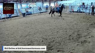 Casino Classic Horse Sale - Oak Grove KY