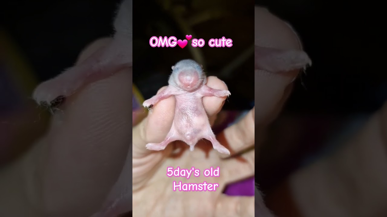 5 Day's old Newborn Hamster Baby's  