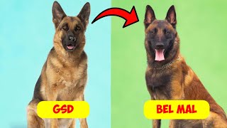 Are Belgian Malinois Replacing German Shepherds? by Dogs Wiz 1,485 views 2 weeks ago 4 minutes, 47 seconds