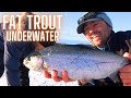 Catching big trout on jaw jacker plus underwater view