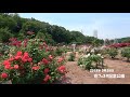 花ﾌｪｽﾀ記念公園 2018 05 26 の動画、YouTube動画。
