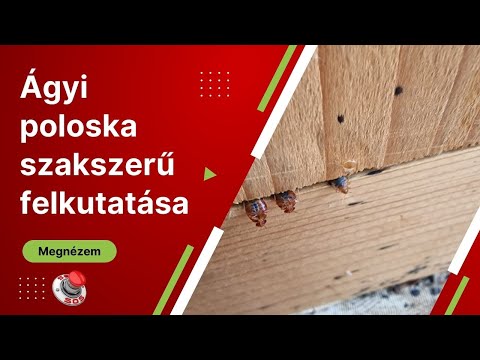 Videó: 3 módja a poloskák megszabadulásának