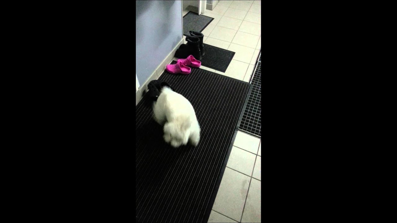 dresser son chien à s'essuyer les pattes