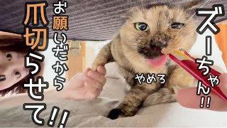 ズーちゃんの伸び切った爪をどうしても切りたいの