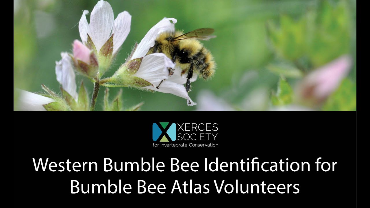 Bumblebee species guide - Bumblebee Conservation Trust
