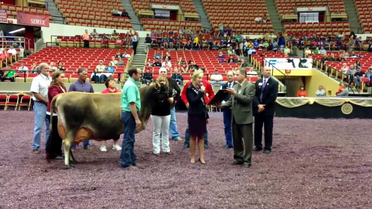 2013 Cow of the Year at World Dairy Expo YouTube