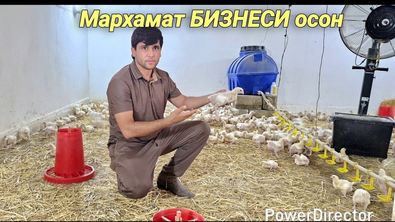 Савдо шудан мурго 