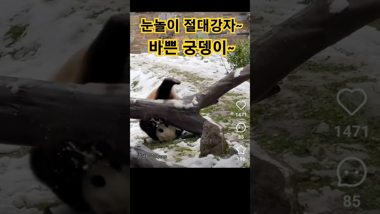 4/1 눈놀이 절대강자~바쁜 궁뎅이 푸바오 