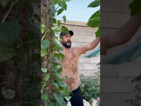 سبب صغر أوراق لبلاب بغداد اكسبلور العراق  نباتي دويتو الموصل ترند اربيل 