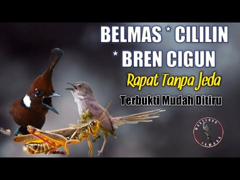 Masteran ciblek bren panjang durasi 8 jam